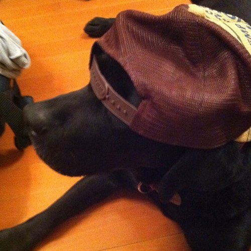 taikia_a's profile picture. 大東文化大学外国語学部 バスケ 就活終わったー
営業マン見習い