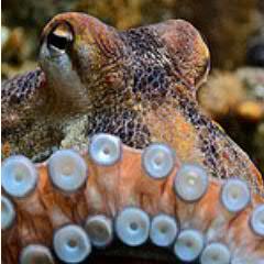 タコ図鑑 メジロダコ 学名octopus Marginatus 道具を使う奇妙なタコ ココナッツオクトパス の別名を持ち 身を隠す為にココナツの殻を被ったり 持ち歩いたりする T Co kubajsqu タコ図鑑 メジロダコ 学名octopus Marginatus 道具を使う奇妙なタコ ココナッツオクトパス の別名を持ち 身を隠す為にココナツの殻を被ったり 持ち歩いたりする T Co kubajsqu
