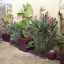 Jo Powell - @BonsaiBeachouse - Twitter