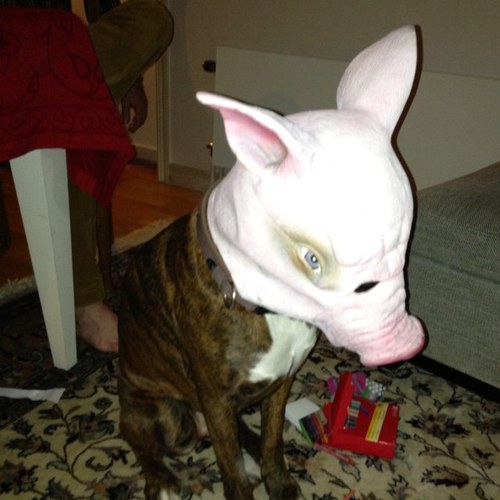 vanderpears's profile picture. 