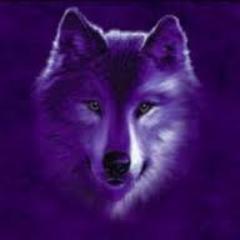 Animal Welfare Advocate // Sea Sheperd Supporter //
Echelon