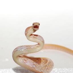 We supply captive bred animals & the latest in supplies. Find live and frozen feeders and much more. Thank for following us! https://t.co/wpVn9lGRgL