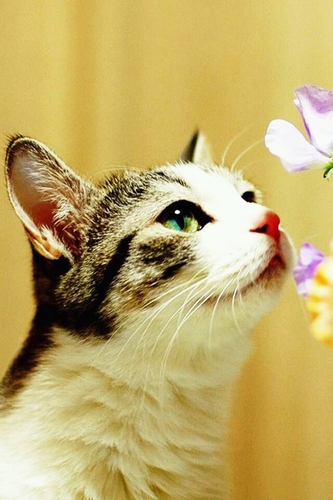 shimcj905's profile picture. English teacher