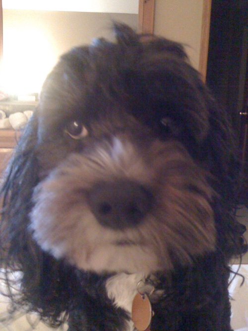 PepeCockapoo's profile picture. Adorable cockapoo, loves stalking chipmunks & bunnies, sleeping, eating, devoted to mom, dad, & sister