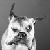 Ilene (@jaggerszjsilene) Twitter profile photo