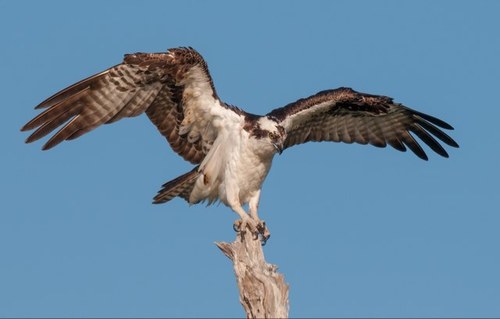 Professional Wildlife and Landscape Photographer. Associate Member of the Royal Photographic Society (ARPS). Member of Canon and Nikon Professional Services.
