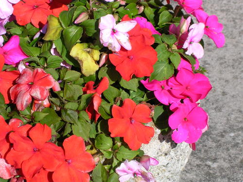 Prideinpaulton's profile picture. We are a group of volunteers that coordinate the South West In Bloom entry. We have the support of the community and local authorities