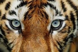 smsZimba Profile Picture