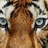 smsZimba's profile image
