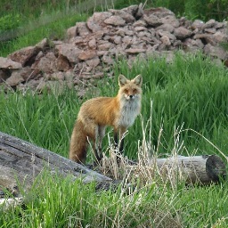 nevin_mac's profile picture. 