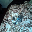 Denise Willard - @nrthnlights - Twitter