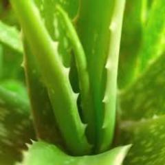 The wonderful things that Aloe Vera can provide, from interanl and exteranl health benefits.