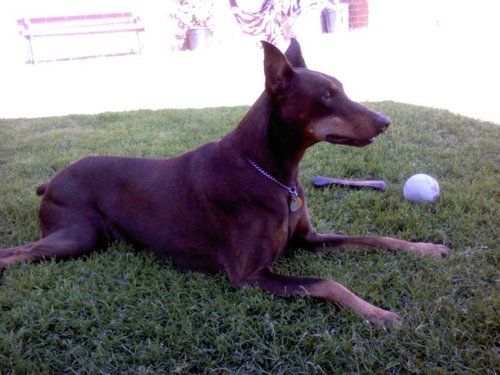 cobos_cobosox's profile picture. 