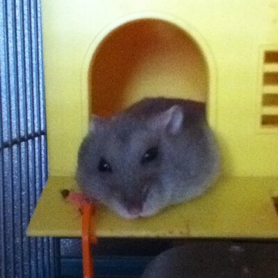ねむりねずみ Sharp Sharp Twitter