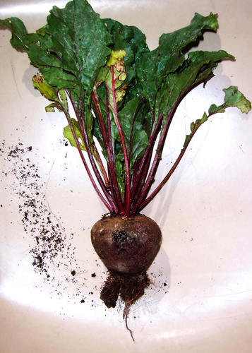 Lord__Poo's profile picture. La betterave est un légume raciste comme les autres. Je ne suis pas drole, mais toujours plus que vous (mais moins que lui). Absurde? #Followback