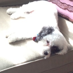 My name is Toby. I am a Schnoodle. I'm also a rescue dog. I love my new home and mommy and daddy very much. My favorite activity is snoozing on their couch.