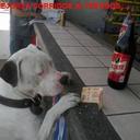 Ricardo Jacinto Rodr - @Rodr380 - Twitter