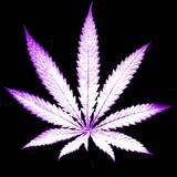 i just cant believe that the plants not legal. a plant, a seed that grows in the soil, and they still fightin bloody wars over oil? #Legalize marijuana.