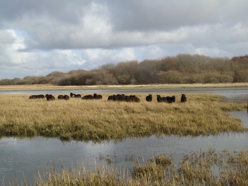 Holiday cottages on beautiful  farm surrounding Yar Estuary, Isle of Wight