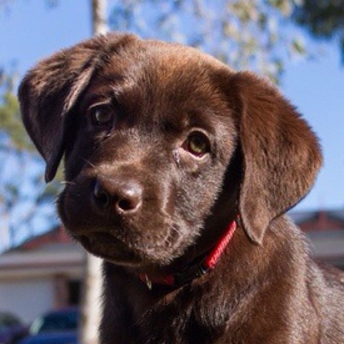 KansasPets is an online resource for pet owners, adopters, and animal lovers in the Sunflower State! Use #kspets.