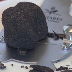 Mundotrufero's profile picture. Estudios, Proyectos y Seguimiento de plantaciones truferas