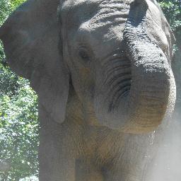 Help sponsor our first book publishing project that will generate long-term funding for elephant rescues.