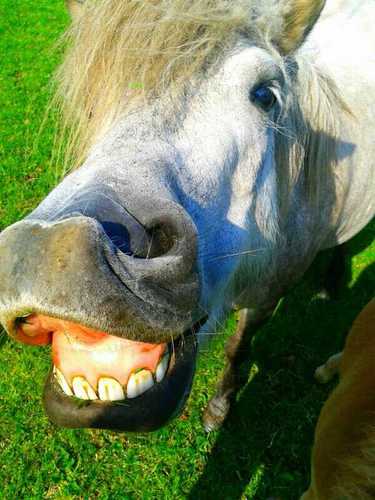 RogatHorses's profile picture. dit ac is niet meer!