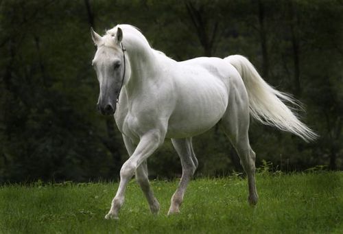 Connect with other equestrians around the world via Kik! Just tweet me your username.