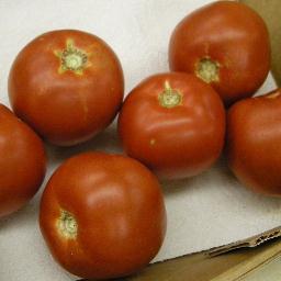 Horticulture Educator, Master Gardener Coordinator, Marion County (Indpls). Opinions expressed here may not represent the official views of Purdue University.