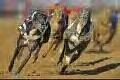 Learn How To Milk The #Betfair Cow, #MakingMoney Online Daily With Efficient #Sport #BettingStrategies. #Tips And #Systems, Rescue Frustrated/Busy Bettors.