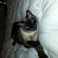 PrettyPrettyNiceNice (@carolequinn) 's Twitter Profile