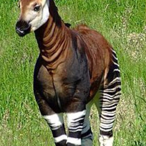 オカピー (@a4a5727fd7gvag) / Posts / X