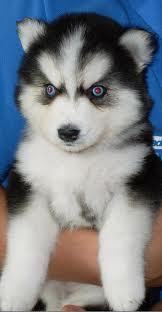 YeCAPS's profile picture. 