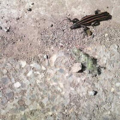 如月アリス Impalial Twitter 如月アリス Impalial Twitter
