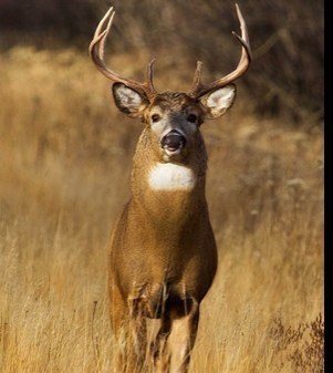We are Whitetailmaniacs! We love deer hunting. We have a blog http://t.co/TExgXuWNIN. On Facebook as Whitetail Chasing Maniacs.