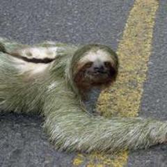 Cause sloths, just wanna have fun.
Managed by @_SocialStudios_