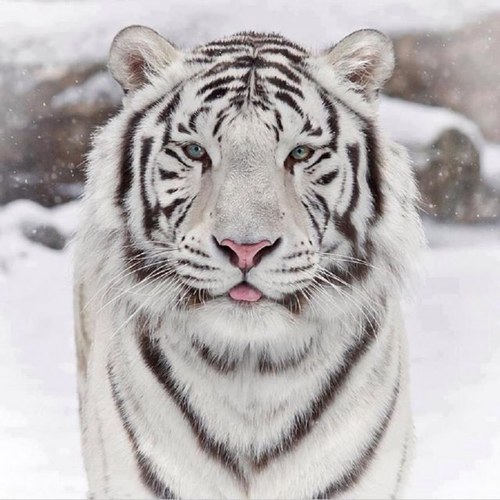 Hello