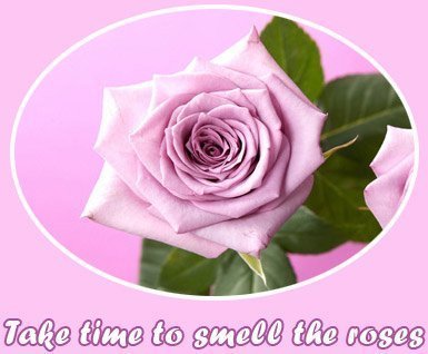 auntbml's profile picture. 