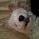 Michael Abramovich - @zac9211 - Twitter