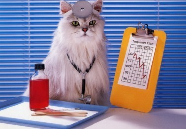 I can haz straight A's?