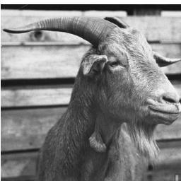 Power to the Sheeple