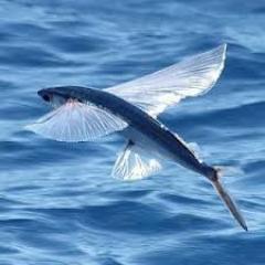 halilekiz3's profile picture. 