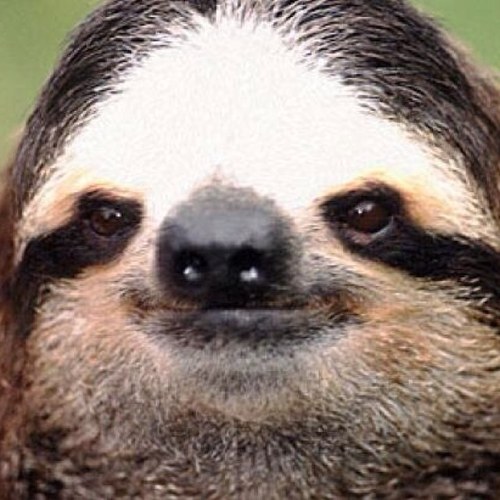 LauFizzy's profile picture. wasup i'm lauren and one time i stuck 2 light brights up my nose good bye the end