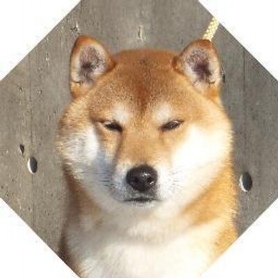 日本の犬 Ar Twitter 日本犬小型 柴犬 虎毛 倉田のトラ市 号 安濃倉田荘 昭和43年生まれの雄 全国展優良4席 他 資料 日本犬より Http T Co T2ptzhocei 日本の犬 Ar Twitter 日本犬小型 柴犬 虎毛 倉田のトラ市 号 安濃倉田荘 昭和43年生まれの雄 全国展優良4席 他 資料 日本犬より Http T Co T2ptzhocei