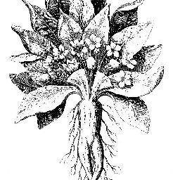 MandrakeArtsit's profile picture. 