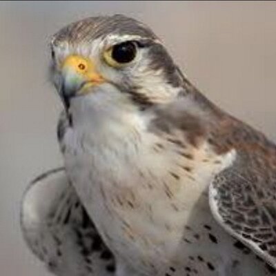 AbdullMagid's profile image