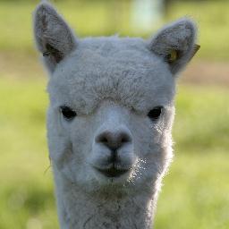 KellyandWindsor's profile picture. Kelly & Windsor Australia manufacture and distribute an exclusive collection of alpaca and wool quilts, duvets, pillows and underblankets.