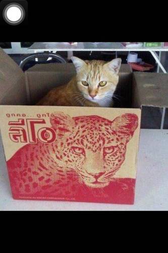 phatraphrom's profile picture. 