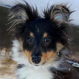mysheltiejack's profile picture. Мой пес Джек диктует - я записываю.