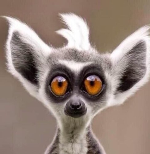 Aussie Boomer Left wing Woke Awake Educated Atheist Egalitarian Greenie Unionist Free Palestine Slava Ukraine Free Health Aged Care Mental Health Education